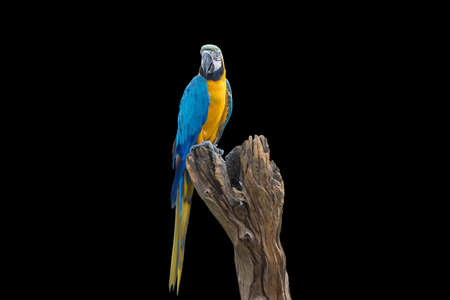 Bird Blue-and-yellow macaw standing on branches isolate black background.の写真素材