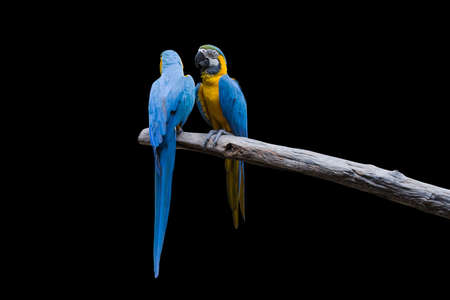 Bird Blue-and-yellow macaw standing on branches isolate black background.の写真素材