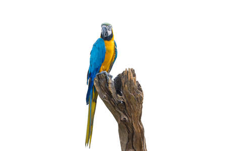 Bird Blue-and-yellow macaw standing on branches isolate white background.の写真素材