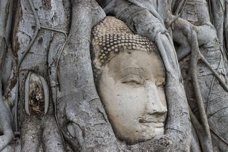 wonders of nature,The Head of The Sandstone Buddha image in tree roots at Wat Mahathat Ayutthaya...