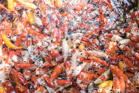 motion Many Koi Fish Japanese swimming Asia Thailandの写真素材