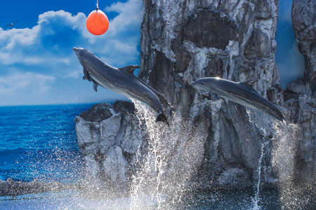 Dolphin Jumping in show Bangkok Thaiilandの写真素材