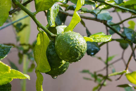 Fresh Bergamots and leaves on tree with water drops on them fruity,   with herbaceous bergamia Aroma