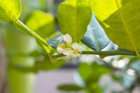 Fresh Bergamots and leaves on tree with water drops on them fruity,   with herbaceous bergamia Aroma