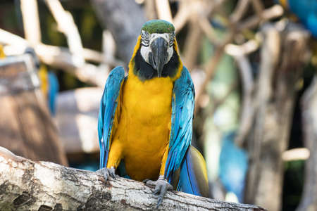 Bird Blue-and-yellow macaw standing with branches  of tree backgroundの写真素材