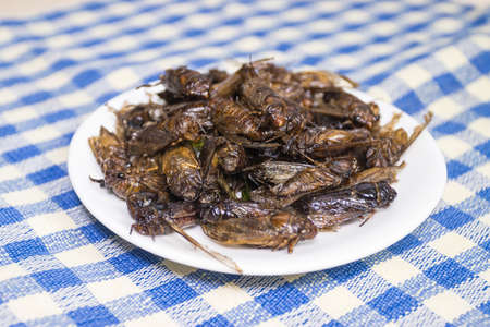 Deep fried Cicada Thai Food protein the normal traditional local Thaiの写真素材
