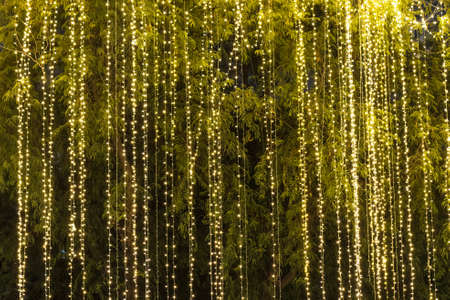 Decorative outdoor string lights hanging on tree in the garden at night time