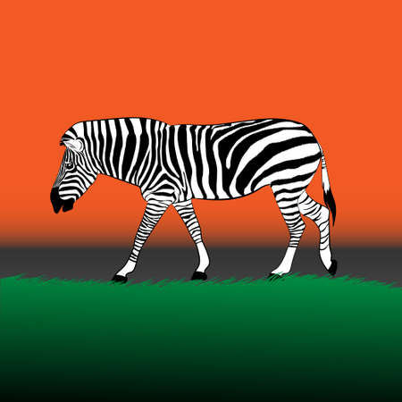 zebra walking on the grass at graphics design  illustrationの写真素材