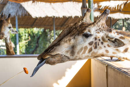 Giraffes are heading up to wait for Children feed to feed.の写真素材