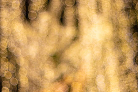 Blur Image Decorative outdoor string lights hanging on tree in the garden at night timeの写真素材