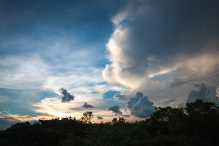 evening tree sky