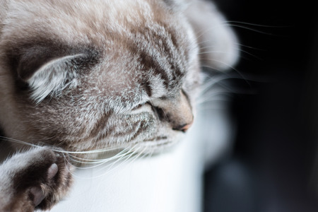 the cat sleepingの写真素材