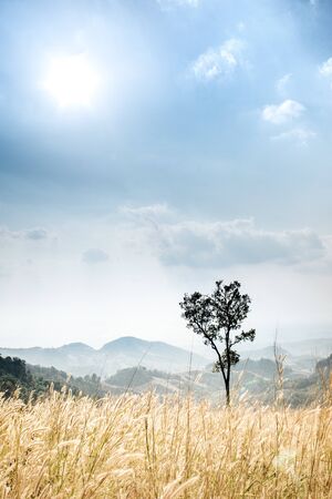 golden field with Flower meadow and treeの写真素材