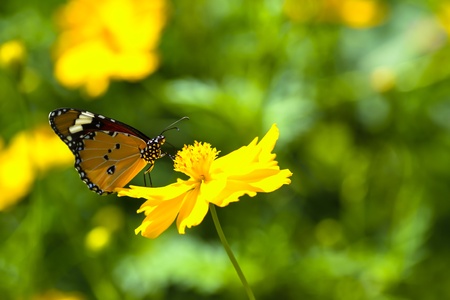 butterflyの写真素材