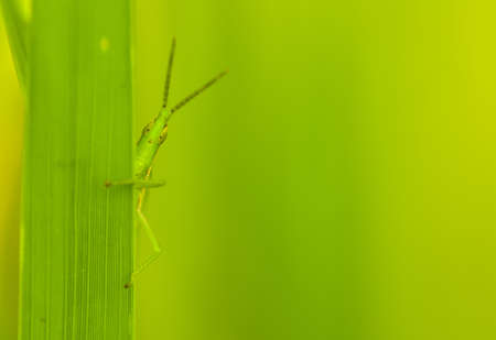 Grasshopperの写真素材