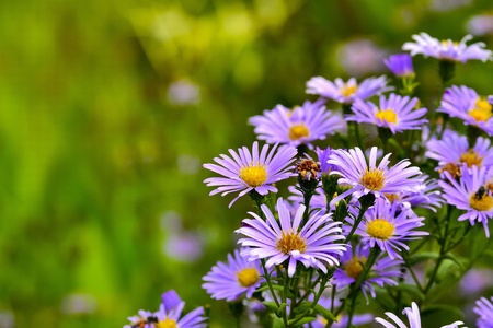 Purple flowers and beesの写真素材