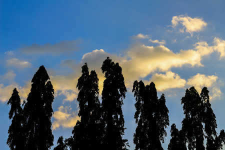 Several tall trees stand against a blue sky and cloud, the evening sun casts long shadows across the...