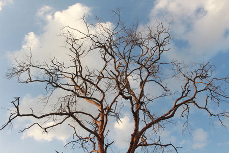 Tree Dalbergia cochinchinensis die in the skyの写真素材