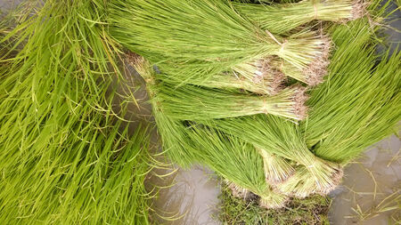 Young rice fieldの写真素材