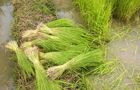 Young rice fieldの写真素材