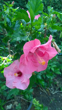 Pink hibiscus on Natural backgroundの写真素材