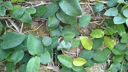 Green creeper on cement wall