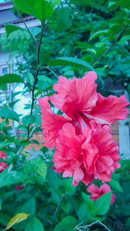 red hibiscus flowerの写真素材