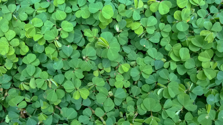 siatic Pennywort, is a plant that indicated in the treatment of