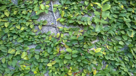 Green creeper on cement wall