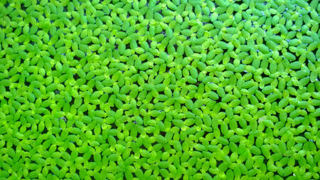 Duckweed covered on the water surfaceの写真素材