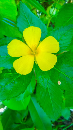 yellow flowerの写真素材
