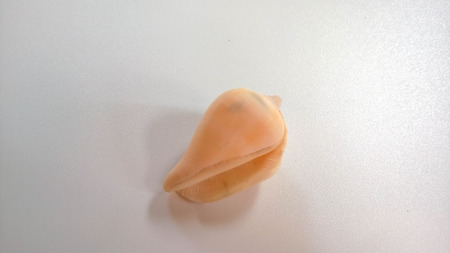 sea shell on white background