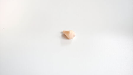 sea shell on white backgroundの写真素材