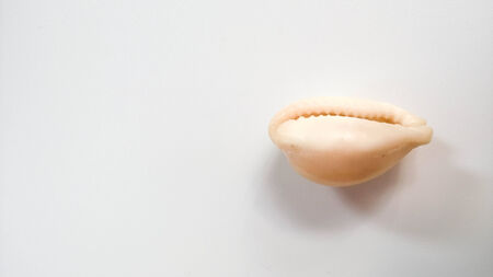 sea shell on white background