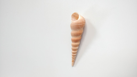sea shell on white background