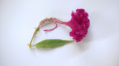 Cockscomb flower on white backgroundの写真素材