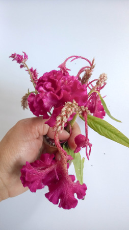 Cockscomb flower on white backgroundの写真素材
