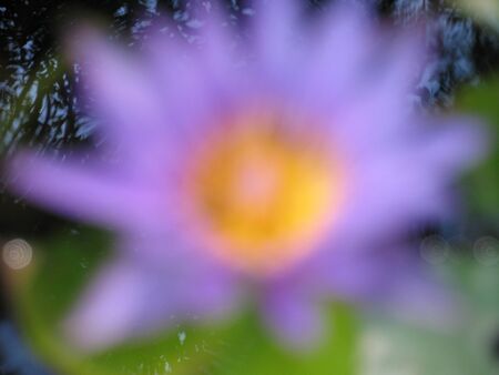 blooming lotus flower blurred background.の写真素材