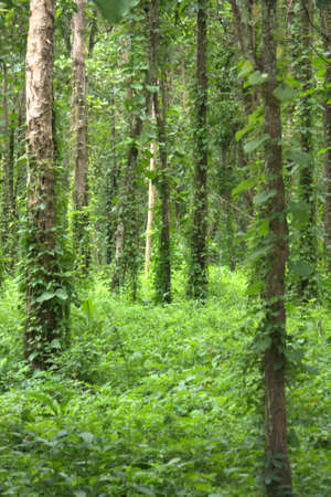 Trees in the forest
