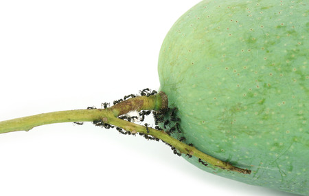 Black ants on mangoの写真素材