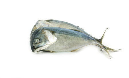 Fresh mackerel isolated on white backgroundの写真素材