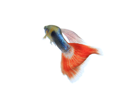 guppy fish isolated on white backgroundの写真素材
