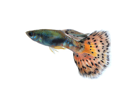 guppy fish isolated on white backgroundの写真素材