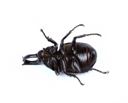 Rhinoceros beetle isolate on white background
