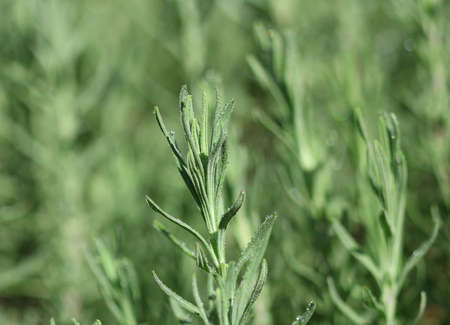 Dew on rosemary in early morningの写真素材