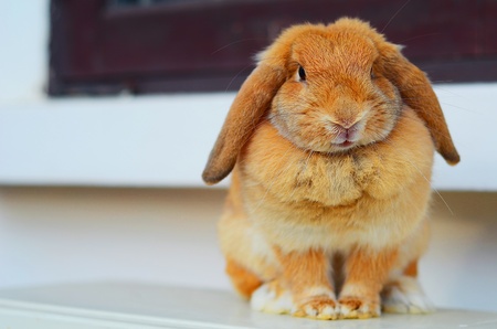 Cute holland lop rabbit の写真素材