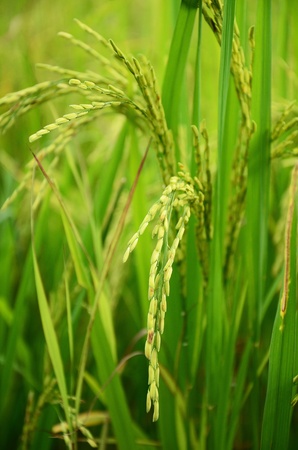 rice , in Thailand , の写真素材