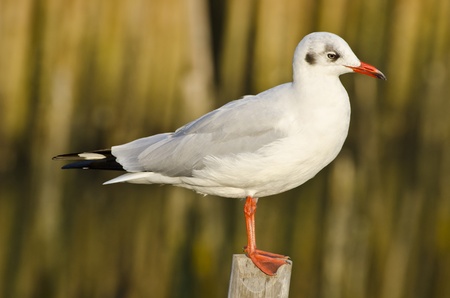 Sea gull gracefully posesの写真素材