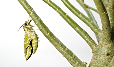  butterfly in the nature ,の写真素材