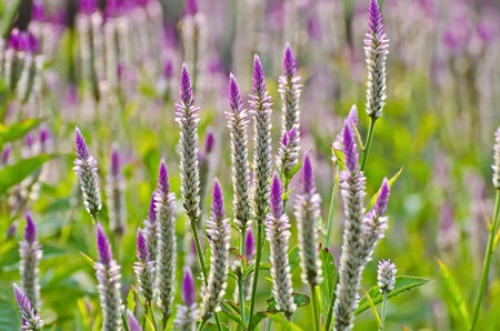 cockscomb plant herbs fieldの写真素材